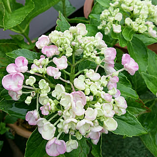 ポップコーンアジサイのインテリア実例 Roomclip ルームクリップ