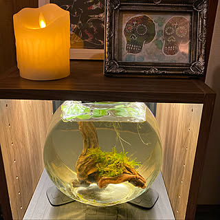 ダイソー ベタ飼ってますのインテリア実例 Roomclip ルームクリップ