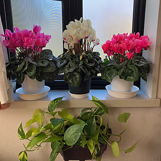 一人暮らし 鉢植えのインテリア レイアウト実例 Roomclip ルームクリップ