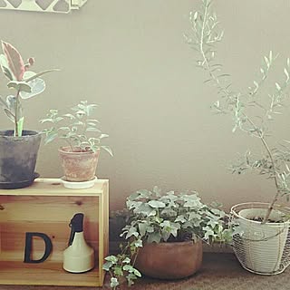 玄関/入り口/DIY/ベランダ オリーブの木 観葉植物たち。/あいびー/オリーブの木...などのインテリア実例 - 2016-10-02 17:27:41