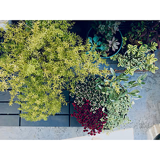 プリンセスクローバーのインテリア実例 Roomclip ルームクリップ