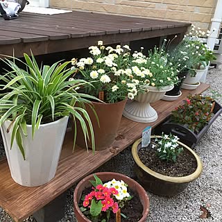 花壇 花かんざしのおしゃれなインテリアコーディネート レイアウトの実例 Roomclip ルームクリップ 花壇 花かんざしのおしゃれなインテリアコーディネート レイアウトの実例 Roomclip ルームクリップ