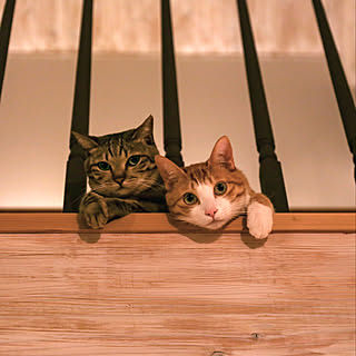 吹き抜け 猫と暮らすのインテリア実例 Roomclip ルームクリップ