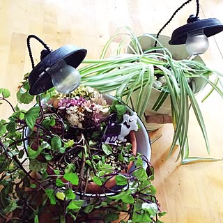 棚/観葉植物とのコラボ+..・* ❁/我が家テイストのインテリア雑貨+.* ❁/電球瓶*鉢受け3号*ビニール皮膜針金/セリア (seria)...などのインテリア実例 - 2015-08-30 09:04:02