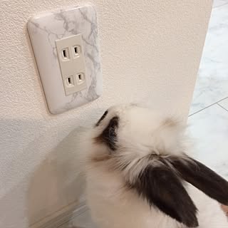 部屋全体/コンセントカバーDIY/照明スイッチカバーDIY/100均リメイクシート/10分でできる...などのインテリア実例 - 2017-07-16 23:38:31