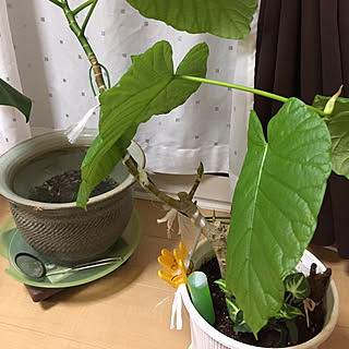 ベッド周り/♂ばかりのメダカ25ひき/花緑大好き∗˚(* ˃̤൬˂̤ *)˚∗/右→は少しクネクネしたウータン/洗濯バサミ攻撃...などのインテリア実例 - 2017-08-26 22:45:43