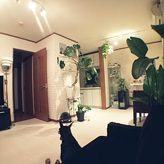 大型犬 大型犬がいても素敵な暮らしがしたいのインテリア実例 Roomclip ルームクリップ