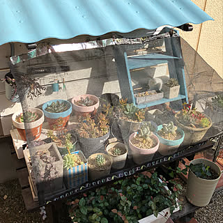 多肉植物 寒冷紗のインテリア実例 Roomclip ルームクリップ 多肉植物 寒冷紗のインテリア実例 Roomclip ルームクリップ