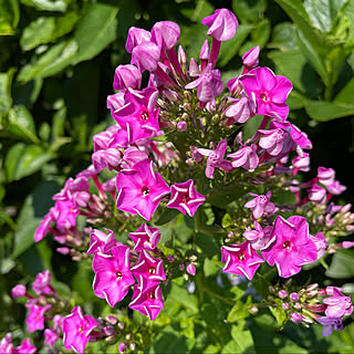 宿根フロックスのインテリア実例 Roomclip ルームクリップ