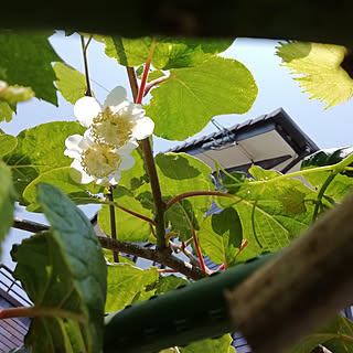 インテリアじゃなくてすみません。/自然が大好き/連投ごめんなさい( ᵕ́ૢ‧̮ᵕ̀ૢ)/キューイフルーツ/今日咲きました...などのインテリア実例 - 2019-06-03 17:12:10