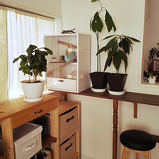 モモンガハウスのインテリア実例 Roomclip ルームクリップ