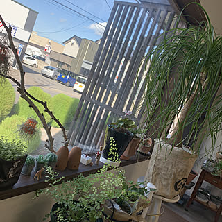 アジアンタム 増殖中/いただいた セダム/シクラメンも4年生かな?/外にはコキア/今年植え替えした コ達も すくすく...などのインテリア実例 - 2019-09-27 14:15:08
