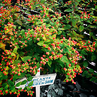 ヒペリカムの実のインテリア実例 Roomclip ルームクリップ