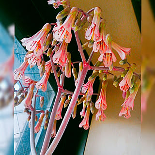 子宝草に花が咲きました のインテリア実例 Roomclip ルームクリップ 子宝草に花が咲きました のインテリア実例 Roomclip ルームクリップ