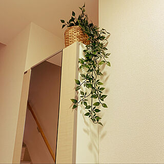 垂れ下がる植物のインテリア実例 Roomclip ルームクリップ