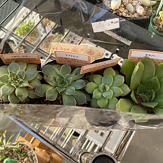 多肉植物 ギルバのインテリア実例 Roomclip ルームクリップ