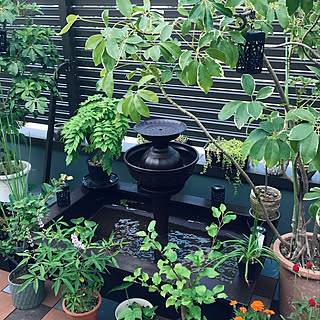 玄関 入り口 トロ舟ビオトープのインテリア実例 Roomclip ルームクリップ