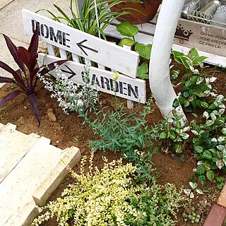 植物/ギボウシ/カラーリーフ/DIY/ガーデンサインボード...などのインテリア実例 - 2015-06-05 10:57:54