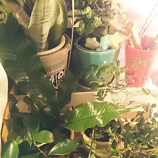 観葉植物 ジャングルみたいにしたい のインテリア実例 Roomclip ルームクリップ