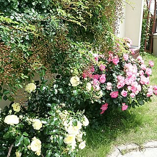 棚/たまには真面目なコメント/経過観察中!/薔薇の花園/植物...などのインテリア実例 - 2017-06-24 10:38:01