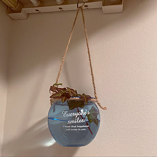 セリア Seria 水差しのまとめページ Roomclip ルームクリップ