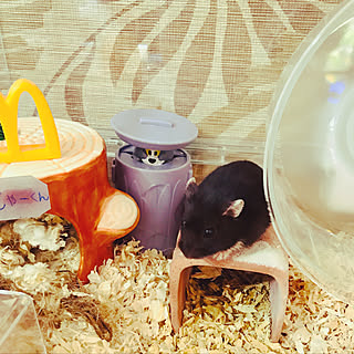 リアルブラックジャンガリアンのインテリア実例 Roomclip ルームクリップ