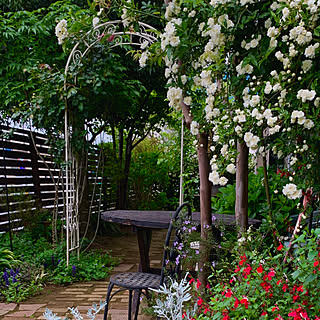 庭 白モッコウバラのインテリア実例 Roomclip ルームクリップ