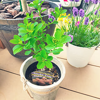 ピンクパールのインテリア実例 Roomclip ルームクリップ