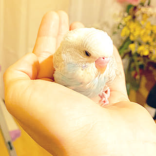 リビング インコ部のインテリア実例 Roomclip ルームクリップ