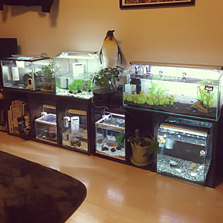 一人暮らし 水槽インテリアのインテリア レイアウト実例 Roomclip ルームクリップ