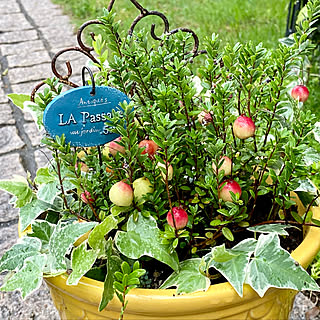 寄せ植え クランベリーのインテリア実例 Roomclip ルームクリップ