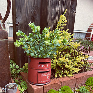 オレガノケントビューティー 今度こそ のインテリア実例 Roomclip ルームクリップ