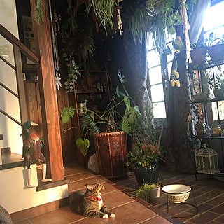 雑種猫のインテリア実例 | RoomClip(ルームクリップ)