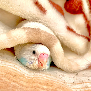 セキセイインコ赤ちゃんのインテリア実例 Roomclip ルームクリップ