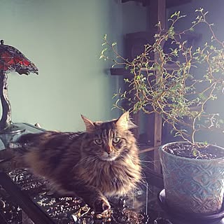 リビング/ソフォラリトルベイビー/猫/観葉植物/色壁紙...などのインテリア実例 - 2017-05-24 13:24:36