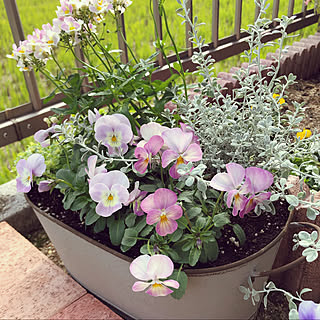 寄せ植え 宿根ネメシアのインテリア実例 Roomclip ルームクリップ