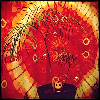 ベッド周り/カーテン/サンキャッチャー/スカル/エバーフレッシュ...などのインテリア実例 - 2013-05-04 21:06:22