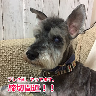 わんこのいる暮らし/助けると思って/ぜひぜひご応募を~!!/どしどし応募してください!/告知で~す...などのインテリア実例 - 2019-12-07 01:00:27