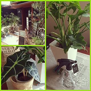 ベッド周り/A GARDEN CREW/セローム/滋賀県のガーデン屋さん/滋賀県竜王町...などのインテリア実例 - 2017-07-08 17:17:18