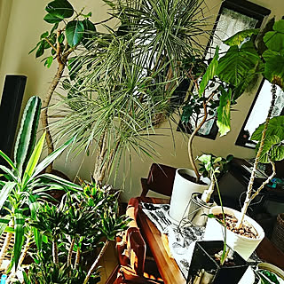 庭植えできる観葉植物のインテリア実例 Roomclip ルームクリップ 庭植えできる観葉植物のインテリア実例 Roomclip ルームクリップ