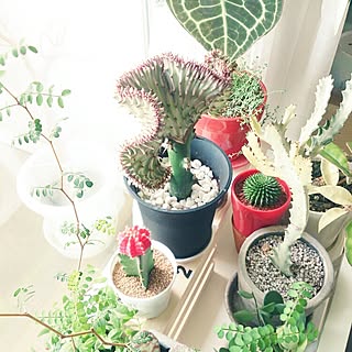 多肉植物 大明神のインテリア実例 Roomclip ルームクリップ