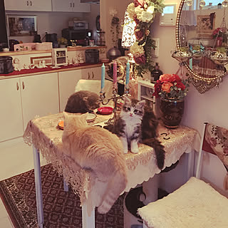 机/皆さんいつもありがとう♡/癒されてもらえてますか?/仔猫成長の日々/今日も元気ッッ♪♪のインテリア実例 - 2017-07-24 18:33:02