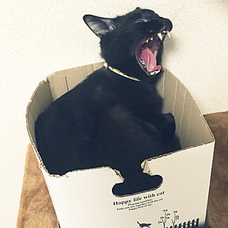 ベッド周り/ねこが好き/ねこのいる日常/色々とねこさんにとられてます笑/セリアの箱...などのインテリア実例 - 2018-06-22 16:43:15