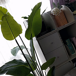 リビング/狭い家/いいね、フォロー本当に感謝です♡/フェイクグリーン/カラーボックスリメイク...などのインテリア実例 - 2018-10-10 21:20:10