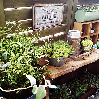 ベッド周り/賃貸でも楽しく♪/自己満足( ̄^ ̄)ゞ/植物のある暮らし/狭い狭いベランダで...などのインテリア実例 - 2017-05-05 15:15:10