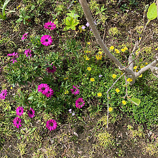 クリーピングタイム花が咲かない のインテリア実例 Roomclip ルームクリップ