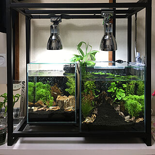 熱帯魚 水槽照明のインテリア実例 Roomclip ルームクリップ