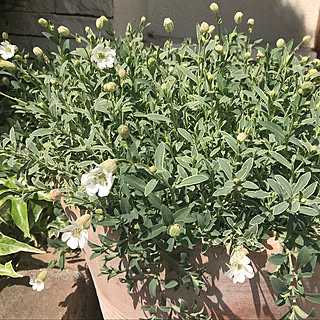 花壇 シレネユニフローラのおしゃれなインテリアコーディネート レイアウトの実例 Roomclip ルームクリップ