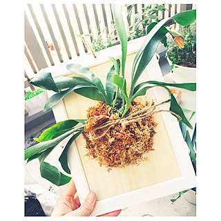 女性の、1K、一人暮らしの「部屋全体」についてのインテリア実例