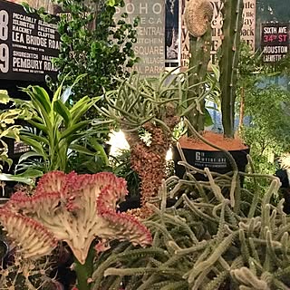 Tylecodon Wallichiiのインテリア実例 Roomclip ルームクリップ